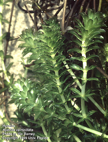 Hydrilla
