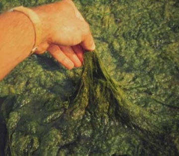 Filamentous Algae