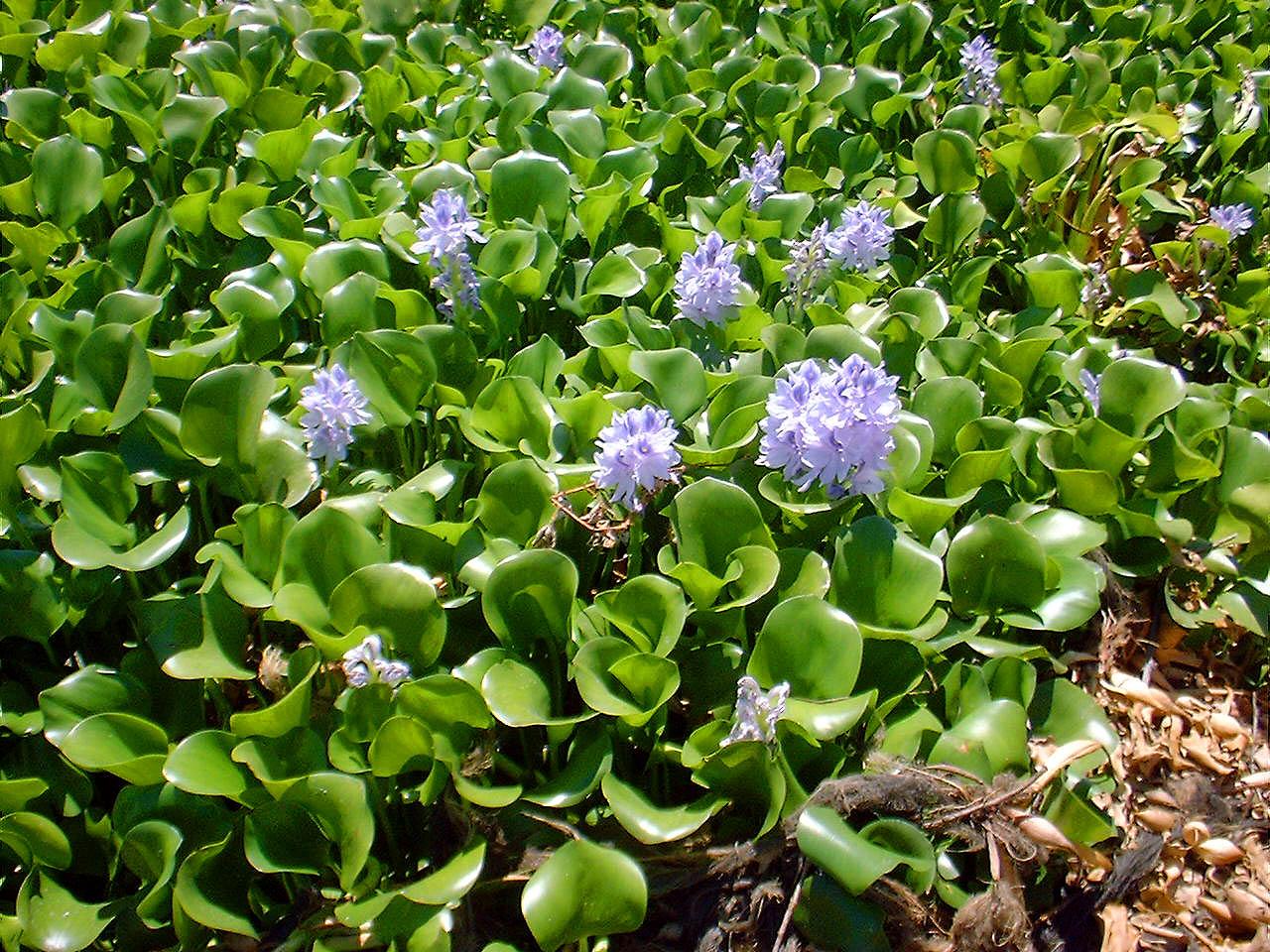 Water Hyacinth